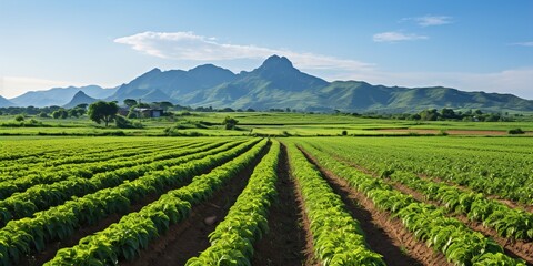 vineyard