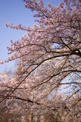 building, architecture, old, town, city, sky, urban, street, london, trip, flowers, park ,walking , 