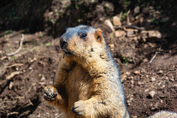Close up of a Prairie dog outdoors