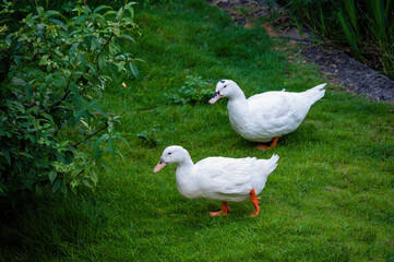 Two ducks on the outdoor grassland