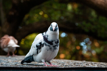A black and white dove in the forest