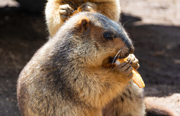Naklejka premium Close up of Prairie dog eating outdoors.