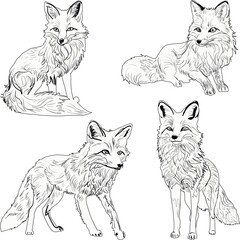 set of foue fox sketches isolated on white background