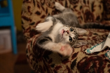 The kitten is lying in an armchair and playing, in the evening in the village
