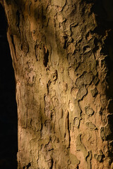 Close-up of Tree Trunk Texture