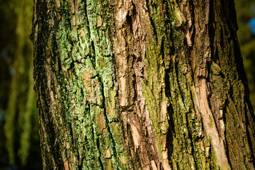 Close-up of tree trunk texture and moss details