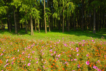 Obraz premium Grass flowers in the forest park