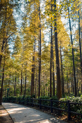 The forest path in autumn