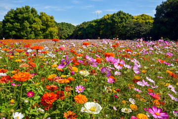 Obraz premium Colorful sea of flowers in forest