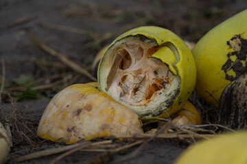Crushed and rotted pumpkins lie in a field in September. Halloween pumpkin