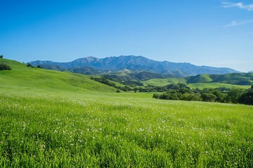 Fototapeta premium green field and blue sky