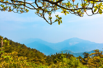 Vines in the spring forest and hazy mountains in the distance
