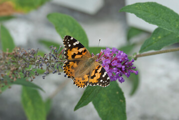 Obraz premium Painted Lady (Vanessa cardui) butterfly perched on summer lilac in Zurich, Switzerland