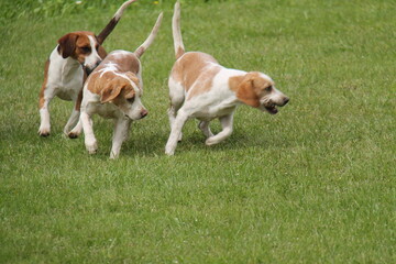 Three Beagle Dog Hunting Hounds on a Grass Field.