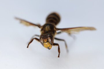 The Asian hornet, also known as the yellow-legged hornet or Asian predatory wasp on a white background