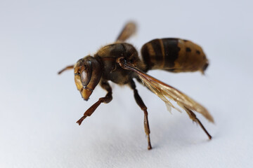 The Asian hornet, also known as the yellow-legged hornet or Asian predatory wasp on a white background