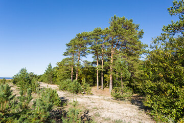 Pine trees on the shore of the White Sea in the dunes on Yagry island. Severodvinsk, Arkhangelsk region, Russia