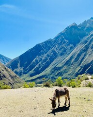 Donkey in the mountains