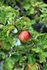 Closeup of a red and green apple, Powys Wales
