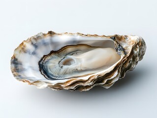 A large, raw oyster shell with the seafood delicately nestled inside, placed on a white backdrop