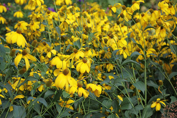 Macro image of a cluster of yellow Coneflower blooms, Powys Wales
