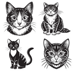 Obraz premium cat