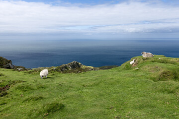 On the rugged cliffs of Slieve League, Ireland, sheep graze on the lush green grass. The curving...