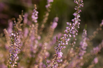 Blooming heather in National Park Maasduinen in the Netherlands