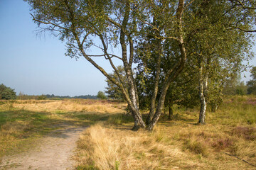 Heathland in National Park Maasduinen in the Netherlands