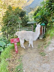 llama on the Inca trail