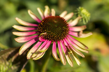 echinacea - coneflowers in the garden - soft focus