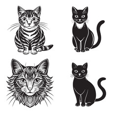 Fototapeta premium cat