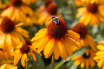 echinacea purpurea - coneflowers in the garden