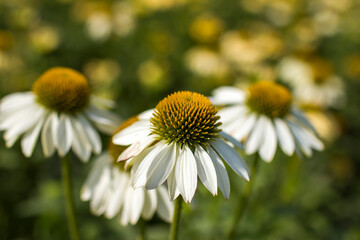 Fototapeta premium echinacea - coneflowers in the garden - soft focus