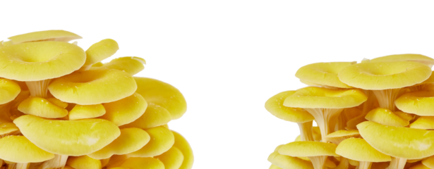 golden oyster mushrooms (pleurotus citrinopileatus) isolated on white or transparent png