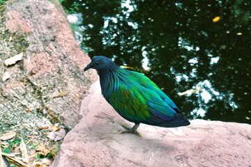 A color bird is standing by the pond