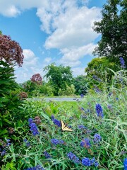flowers in the garden