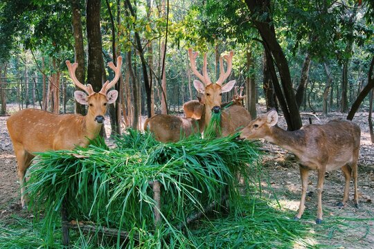 A group of Barasinghas or Swamp deers are needed with grass in the park