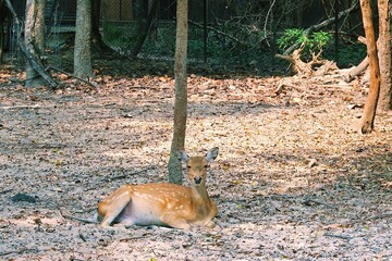 An adorable white-tailed deer is sitting isolated from the group under the tree