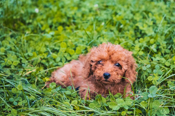 Fototapeta premium Pudel Welpe liegt im Gras
