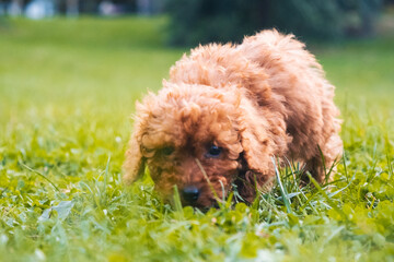 Roter Pudel Welpe kleiner Hund im Gras