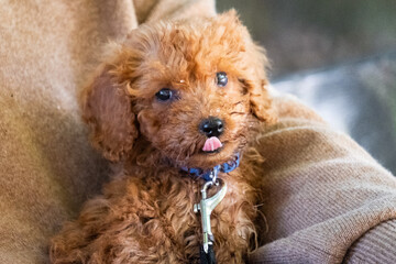 Pudel Welpe an der Leine auf dem Schoß