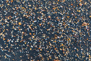 Seashells lying on the seashore