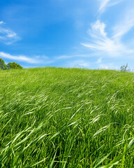 Obraz premium Fresh Green Grass Field Under Clear Blue Sky