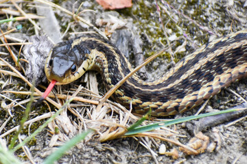 Obraz premium Garner Snake 