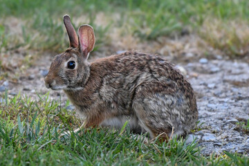Fototapeta premium Rabbit 