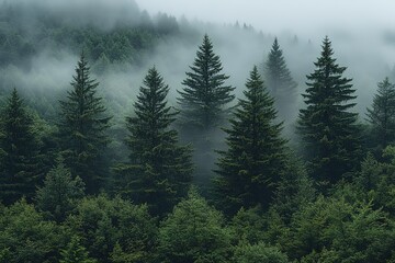 Fototapeta premium A forest with trees covered in fog