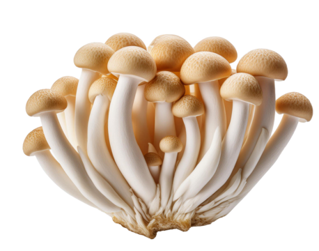 cluster of japanese delicates shimeji mushrooms isolated on white background
