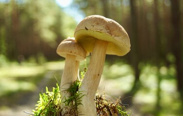 mushrooms in the forest