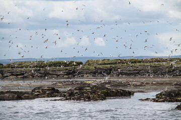 A Large Collection of Seabirds Flying Over a Rocky Island.